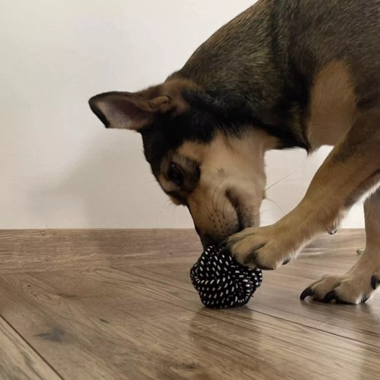 Purlov Hondenspeelgoed Set - 10-delig - Interactieve en Duurzame Speeltjes voor Honden