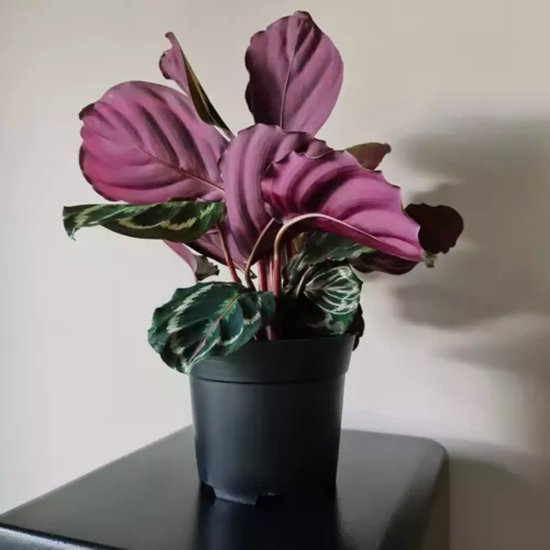 Gardlov Production Pot Set van 500 - Duurzame en Flexibele Tuinpotten