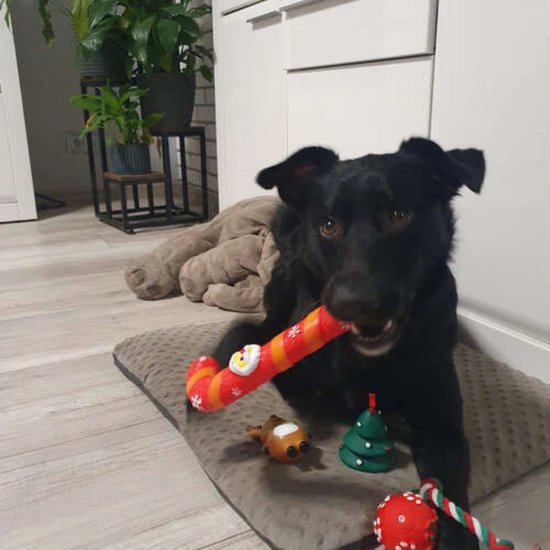 Purlov Kerstgeschenkset voor Honden - 6 Feestelijke Speeltjes - Veilig en Duurzaam