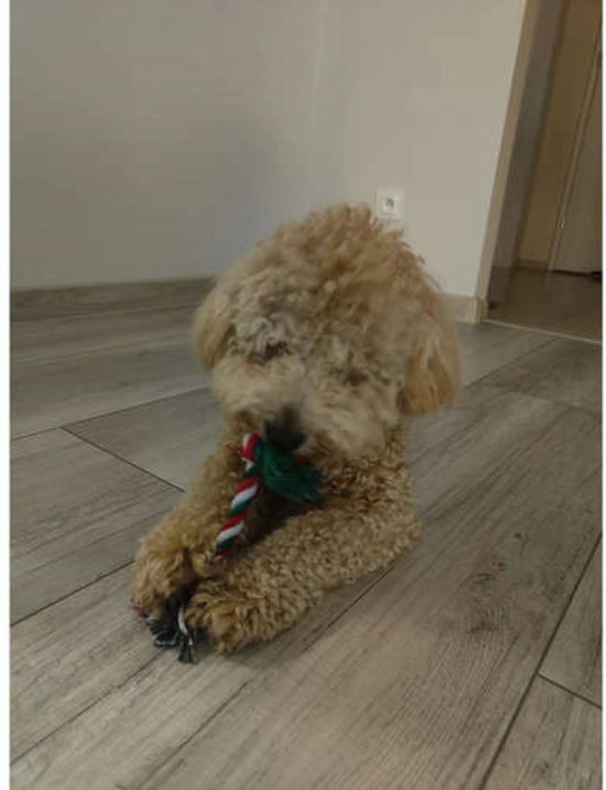 Purlov Kerstgeschenkset voor Honden - 6 Feestelijke Speeltjes - Veilig en Duurzaam